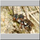 Epeolus variegatus - Filzbiene w03b 8mm - OS-Wallhorst-Sandgrube.jpg